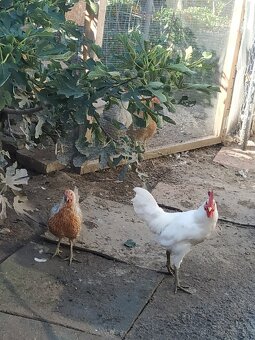 Ayam ketawa - smejúci sa kohút - 2
