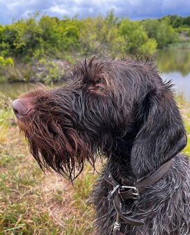 Predám nemeckého drotosrsteho stavača - 2