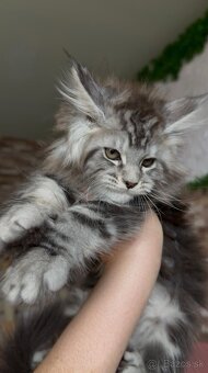 mainska myvalia mačiatka - 2