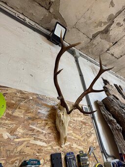 Trofej jeleň, parohy, zhod, lebka - 2