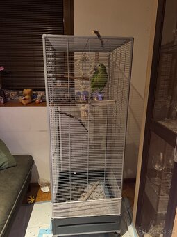 Amazonan modrocely - 2