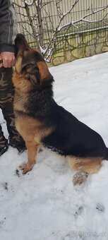 Nemecký ovčiak - 2