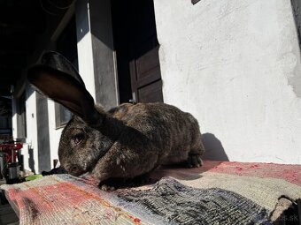 Belgický obor- 2. Samička - 2