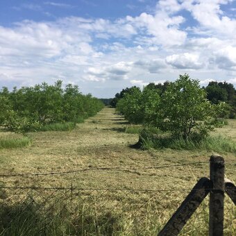 Ponúkam na predaj orechový sad v obci Okoč. - 2