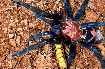 Tarantula,vtackár - 2