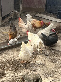 Predám kohútov - 2