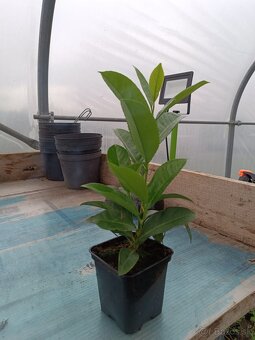 vavrínovca (Prunus laurocerasus).p9 0.95 euro - 2