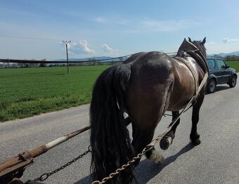 Predám ťažného VALACHA s PAPIERMI O originál MURANSKY NOR - 2