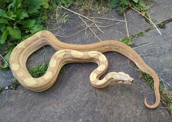 Boa imperator - Paraglow Motley Jungle, Sunglow Motley - 2