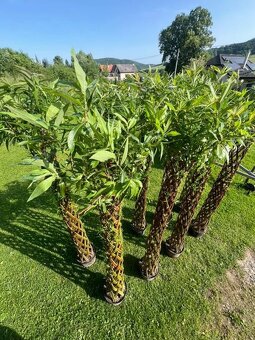 AKTUÁLNE❗Pletená vŕba SALIX 190-220 cm krása ihneď k odberu❗ - 2