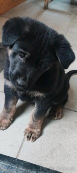 Nemecky ovčiak šteniatko - 2