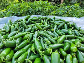 Predaj Jalapeňo čerstvých papričiek - 2