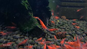 Krevetky neocaridina red cherry - 2