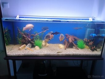 Akvarium 290 litrové - 2