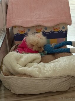 Pomeranian mini - 2