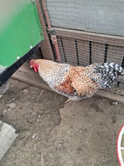 Oravka rodovosfarbena - 2