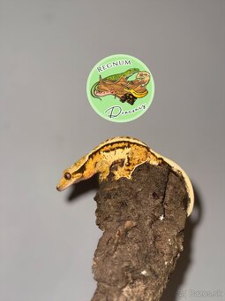 Pagekon riasnatý - 2