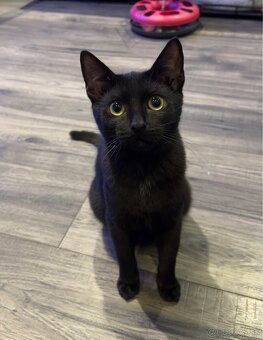 Darujem kocúrika a mačičku - 2