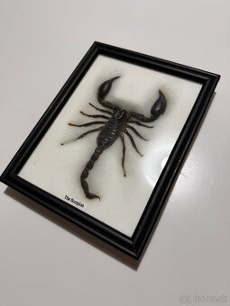 Predam vypreparovaneho škorpiona - 2