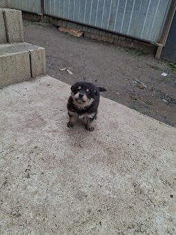 Nemecky ovčiak xHusky - 2