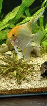 Predám / vymením akváriové ryby - 2