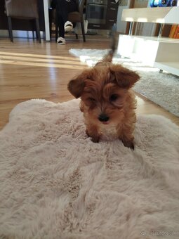 Predám Yorkshire teriér zlatý (gold) - 2