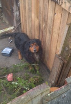 Lotwajler -bersky salašnícky ovčiak - 2