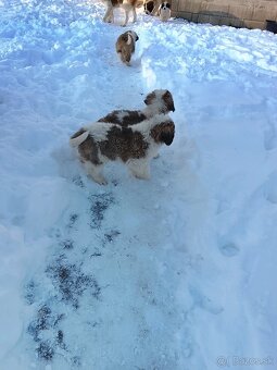 Predám šteniatka bernardínou - 2