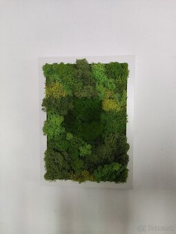 Machový obraz 32x23 - 2