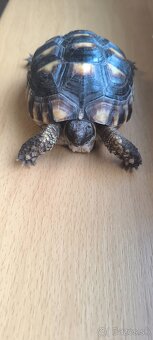 Suchozemská korytnačka žltočierna - 2