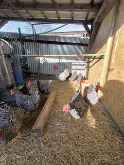 Násadové vajíčka Amroks - 2