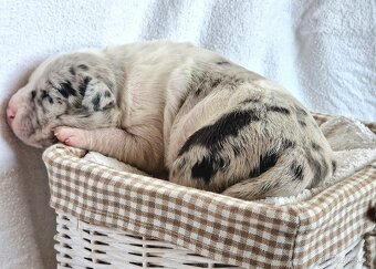 American bully xl xxl - 2