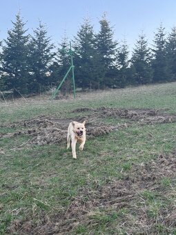 LABRADOR PES NA KRYTIE - 2
