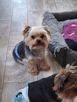 Yorkshire Terrier pes s PP - 2