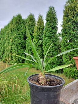 Predám sadenicu yucca gloriosa- yucca stromová - 2