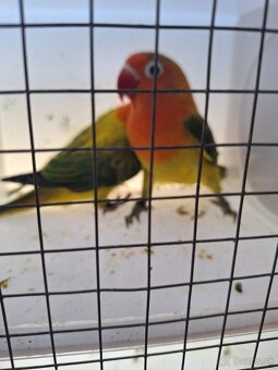 Agapornis - 2