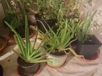 Darujem aloe vera - 2