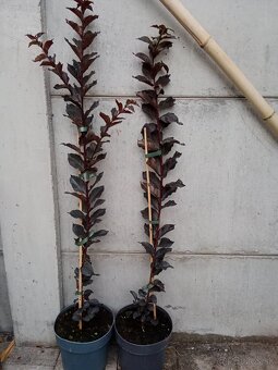60-80cm BLACK DIAMOND s tmavými listami a s fialovými kvetmi - 2