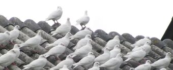 predám biele poštové holuby - 2