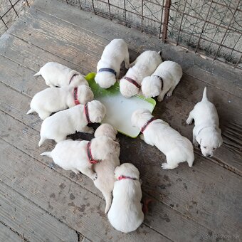 Labrador šteniatka - 2