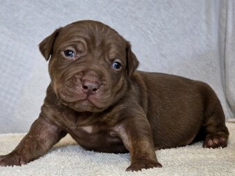 American Bully XL XXL - 2