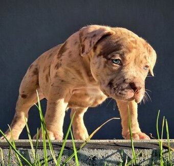 American Bully XL XXL - 2