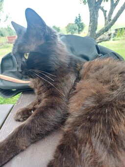 Darujeme kocúra - 2