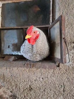 Predám kohútov - 2