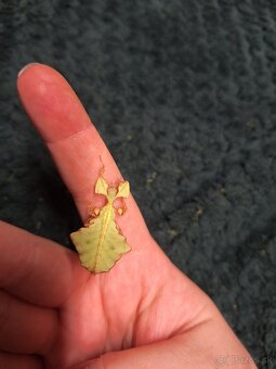 Phyllium giganteum - Listovka Strašilka - 2