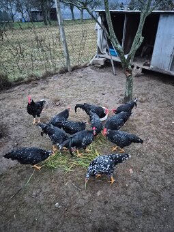 Predám mladých kohútikov na chov - 2