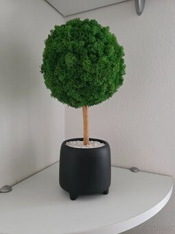 Strom života  z machu 5D - 2