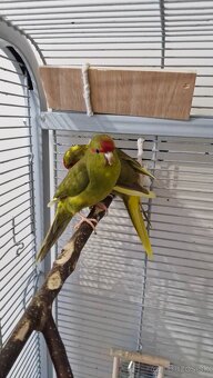 Predam samicky kakarikiho - 2