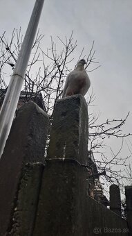 Predám holuby Monden - 2