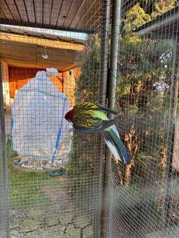 Rozela pestrá chovný samec - 2